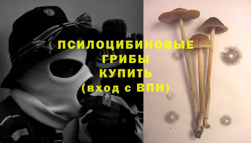 Псилоцибиновые грибы Psilocybine cubensis  Темрюк 